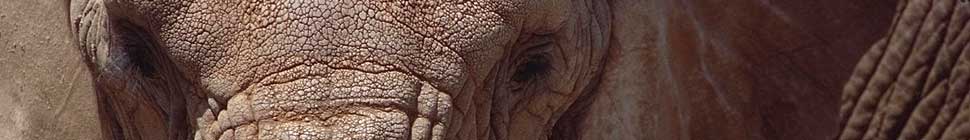 Animal Intelligence header image 2